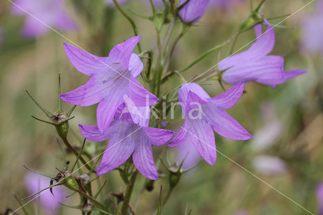 Rapunzelklokje (Campanula rapunculus)