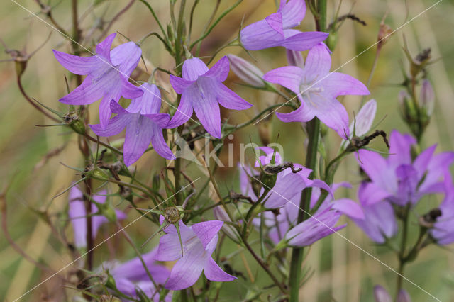 Rapunzelklokje (Campanula rapunculus)