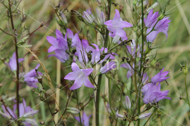 Rampion Bellflower (Campanula rapunculus)