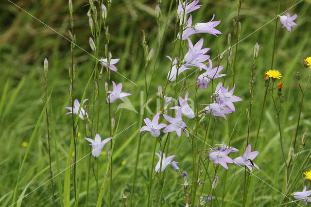 Rampion Bellflower (Campanula rapunculus)