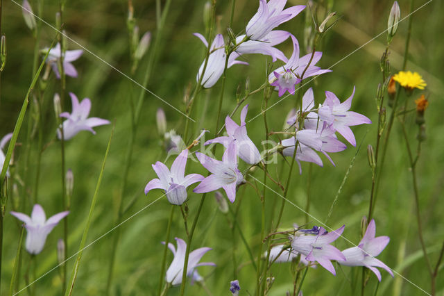 Rampion Bellflower (Campanula rapunculus)