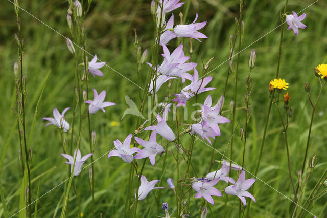 Rampion Bellflower (Campanula rapunculus)