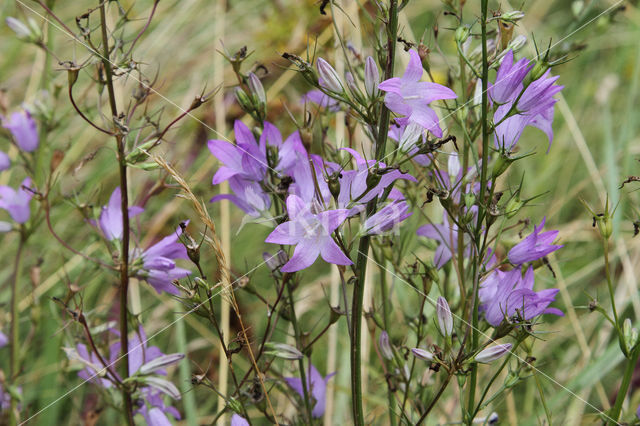 Rampion Bellflower (Campanula rapunculus)