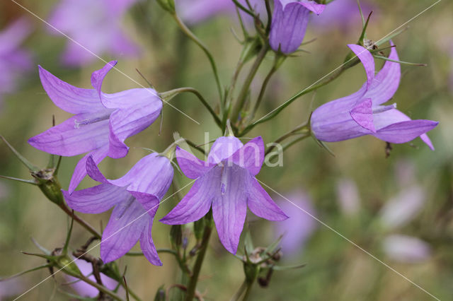 Rampion Bellflower (Campanula rapunculus)