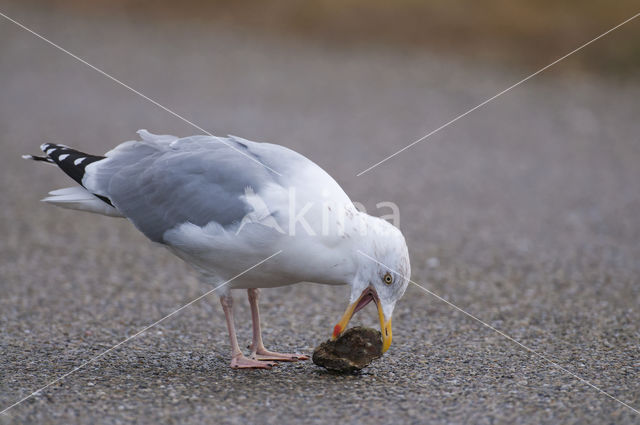 Zilvermeeuw (Larus argentatus)