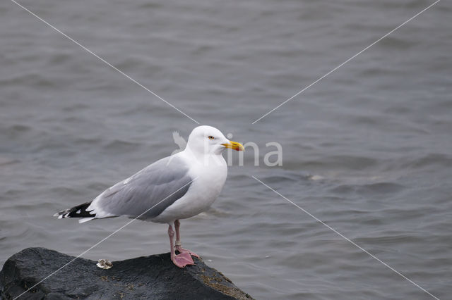 Zilvermeeuw (Larus argentatus)