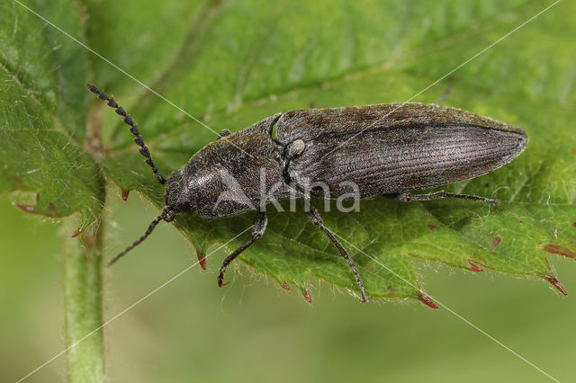 Actenicerus sjaelandicus