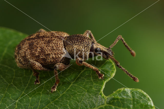 Clay-coloured Weevil (Otiorhynchus singularis)