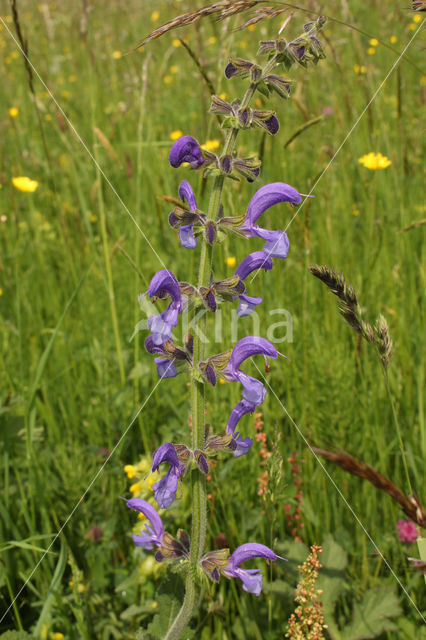 Meadow Clary (Salvia pratensis)