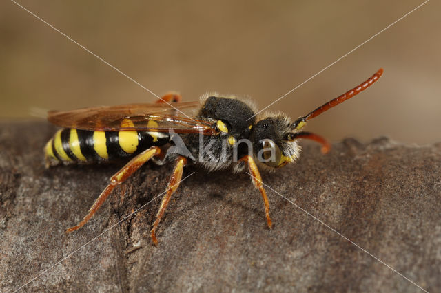 Roodsprietwespbij (Nomada fulvicornis)