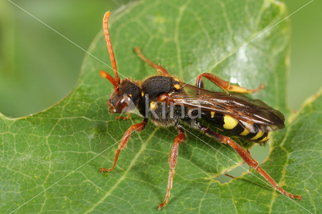 Wasp-bee (Nomada marshamella)