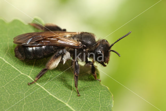 Andrena pilipes