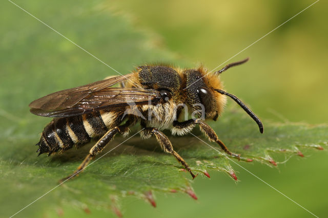 Coelioxys elongata