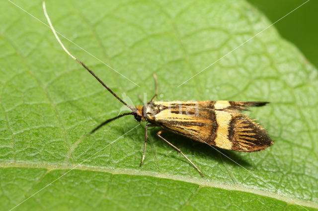 Longhorn Moth (Nemophora degeerella)