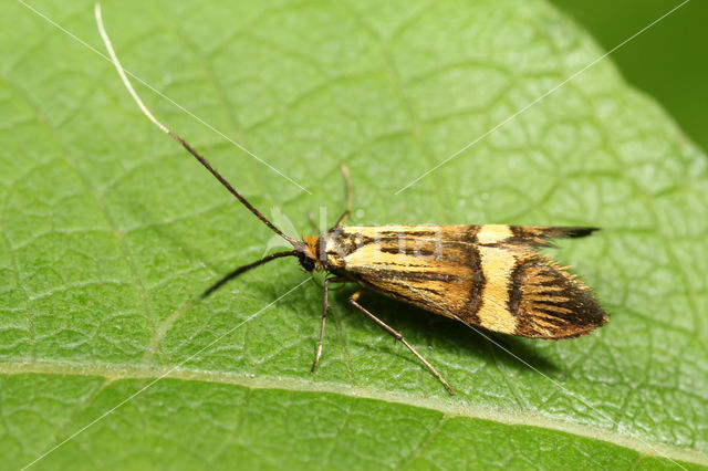 Geelbandlangsprietmot (Nemophora degeerella)