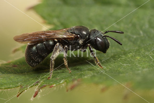 Blauwe ertsbij (Ceratina cyanea)