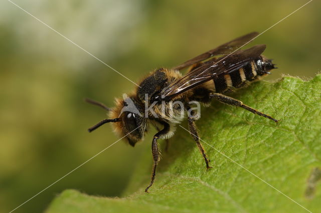 Coelioxys elongata