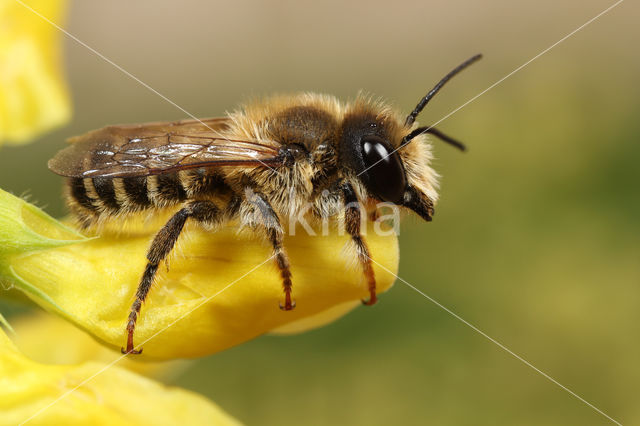Megachile ericetorum