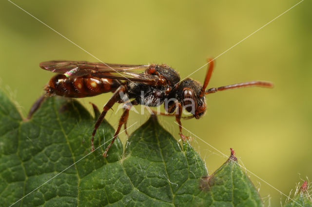 Gewone kleine wespbij (Nomada flavoguttata)