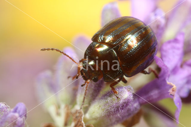 Rozemarijngoudhaantje (Chrysolina americana)