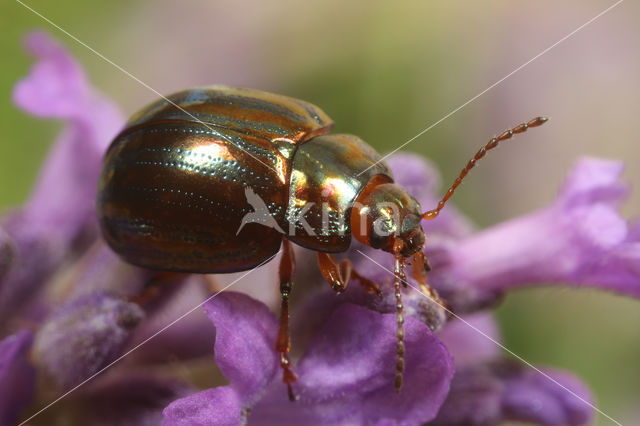 Chrysolina americana