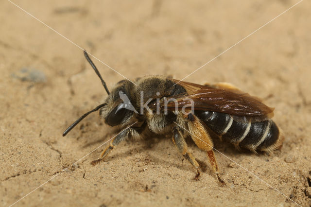 Geelstaartklaverzandbij (Andrena wilkella)