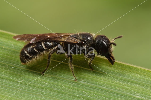 Sleepy Carpenter Bee (Chelostoma florisomne)