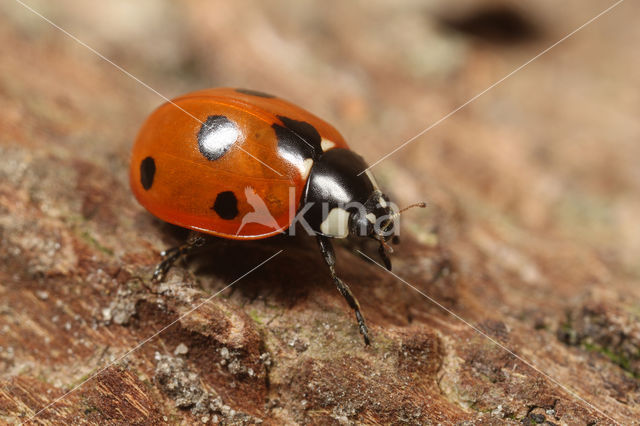 Zevenstippelig lieveheersbeestje (Coccinella septempunctata