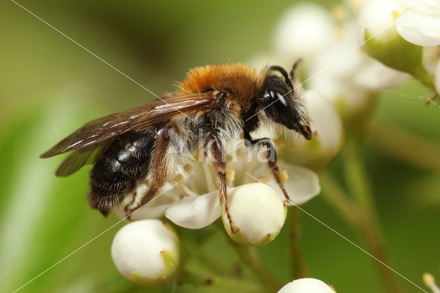 Gewone Rozenzandbij (Andrena fucata)