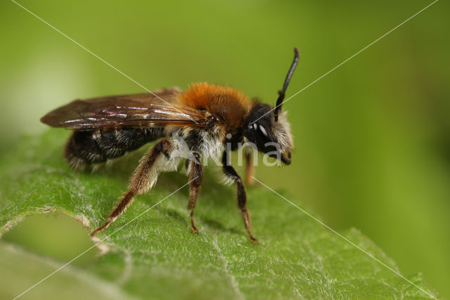 Gewone Rozenzandbij (Andrena fucata)