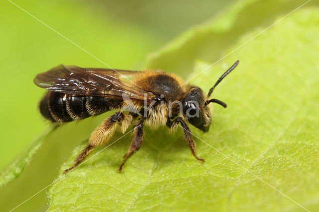 Sporkehoutzandbij (Andrena fulvida)