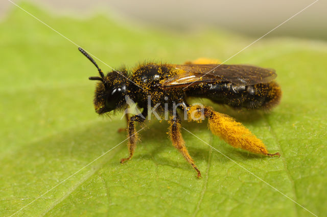 Grote roetbij (Panurgus banksianus)