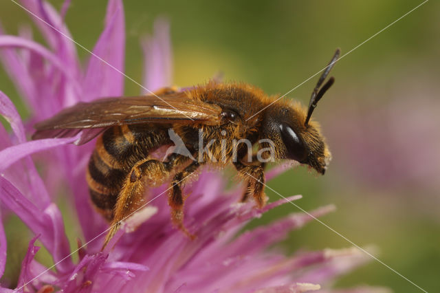 Breedbandgroefbij (Halictus scabiosae)