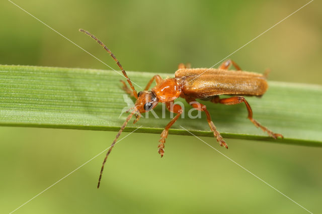 Soldier Beetle (Cantharis pallida)