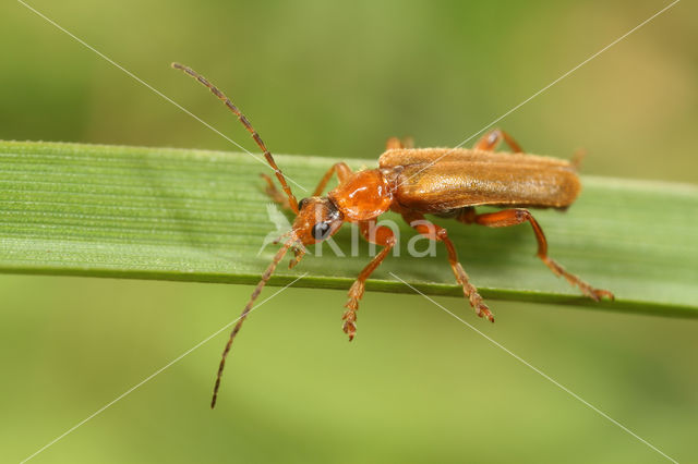 Cantharis pallida