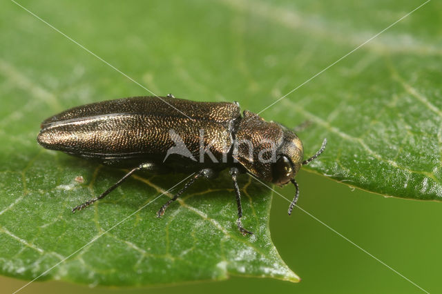 Agrilus angustulus