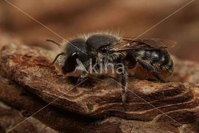 Zwartbronzen houtmetselbij (Osmia niveata)