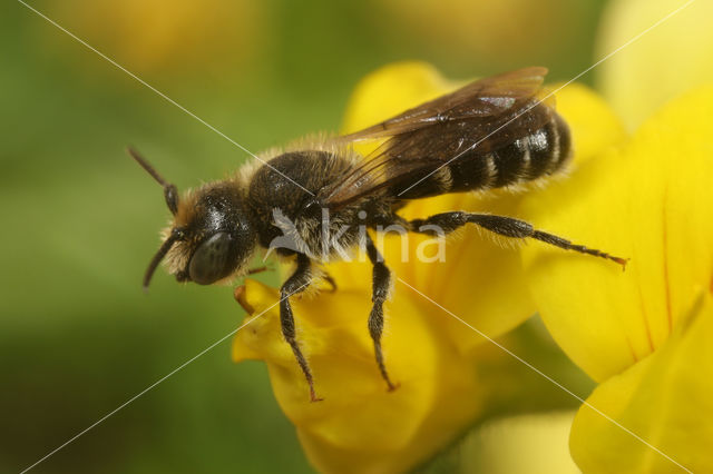 Geelgespoorde houtmetselbij (Osmia claviventris)