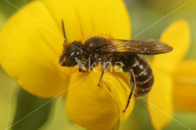 Osmia leucomelana