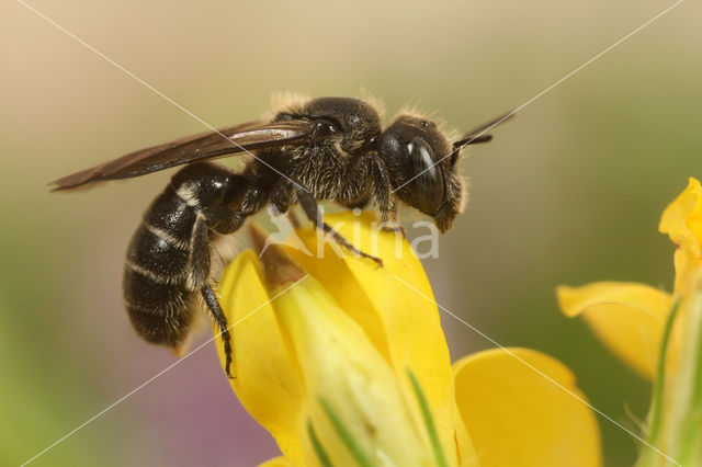 Osmia leucomelana