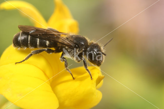 Osmia leucomelana