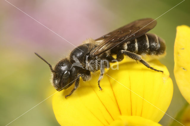 Zwartgespoorde houtmetselbij (Osmia leucomelana)