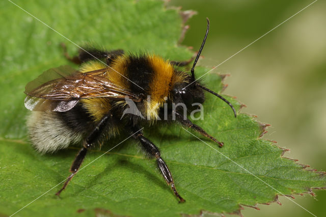 Small garden bumblebee (Bombus hortorum)