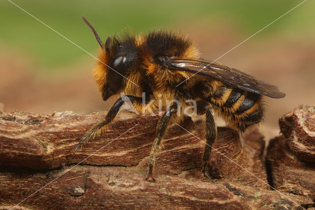 Leafcutter bee (Megachile centuncularis)