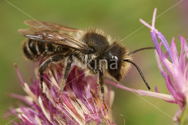 Lapse behangersbij (Megachile lapponica)