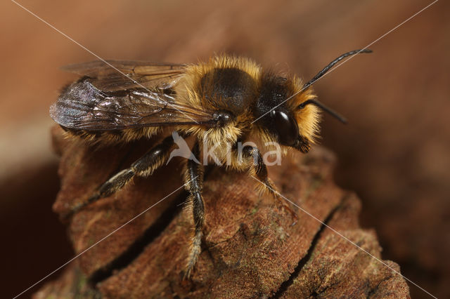 Klaverbehangersbij (Megachile ligniseca)