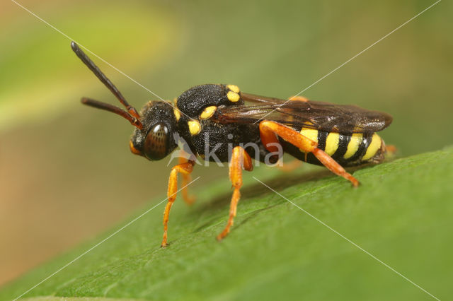 Zwartsprietwespbij (Nomada flavopicta)