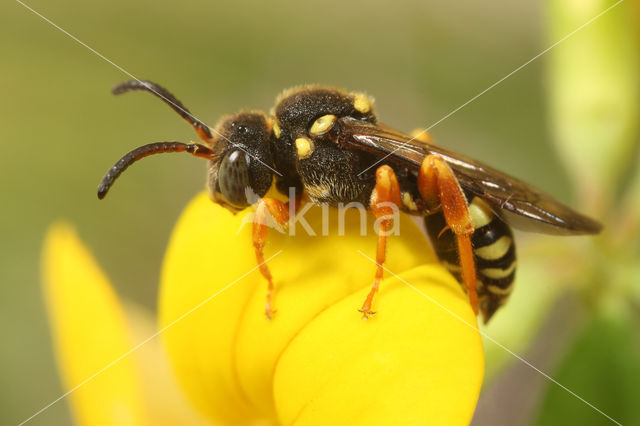 Wasp-bee (Nomada rufipes)