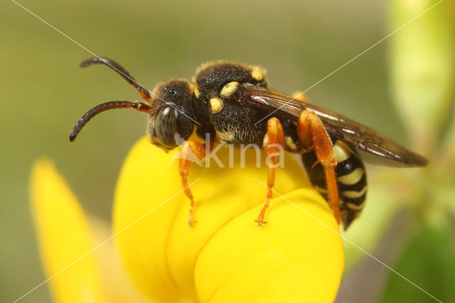 Heidewespbij (Nomada rufipes)