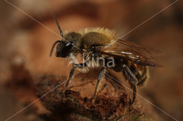 Kauwende metselbij (Osmia leaiana)